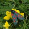Zygaena trifolii